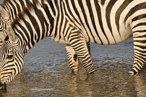 Nairobi National Park Half Day Guided Safaris in 4x4 Vehicle Private Half Day Guided Safaris in 4x4 Open roofed Van