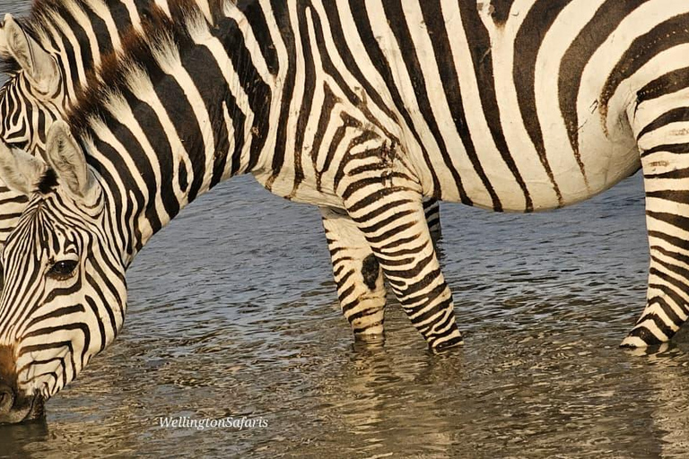 Nairobi National Park Half Day Guided Safaris in 4x4 Vehicle Private Half Day Guided Safaris in 4x4 Open roofed Van