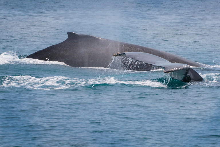 Pedasi: Whale Watching Tour + Isla Iguana