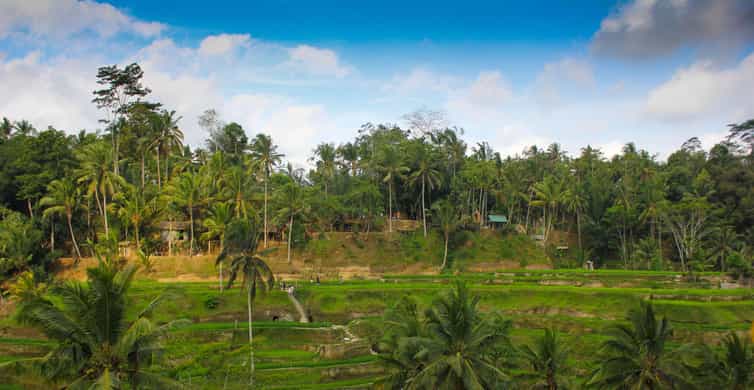 Ubad Rice Ubud: Full-day Rice paddy UNESCO and traditional village | GetYourGuide