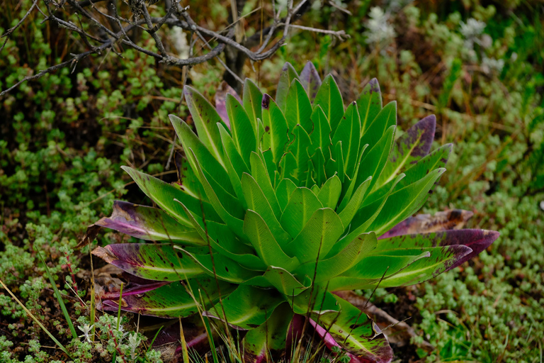 Aberdare National Park: Mount Satima Overnight Hike