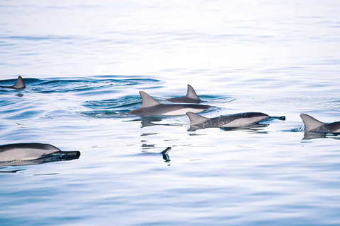 Ocean Symphony: The Dolphin &amp; Whale Encounter Experience