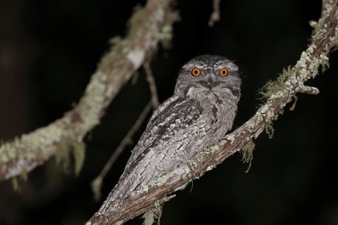 Cape Tribulation : Visite nocturne de la forêt tropicale de Daintree