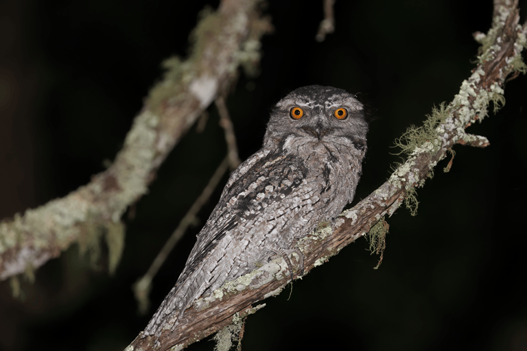 Cape Tribulation : Visite nocturne de la forêt tropicale de Daintree