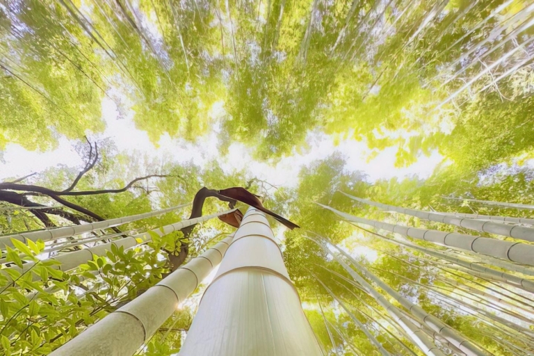 Kioto: Visita a pie al Bosque de Bambú y Parque de los Monos de ArashiyamaExcursión a pie por Arashiyama - Bosque de Bambú, Parque de los Monos y Más