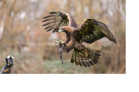 Sessione di assaggio di falconeria VIP