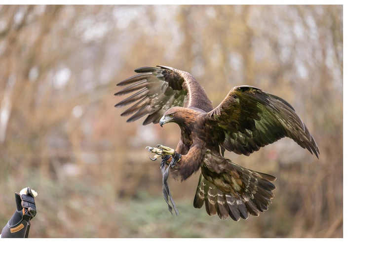 Sessione di assaggio di falconeria VIP