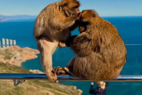 From Malaga: Exclusive Gibraltar – Local Guide, Small Groups
