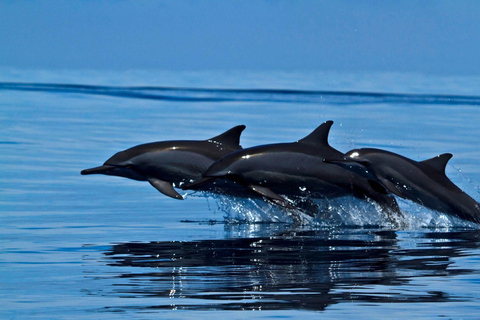 SriLanka: Kalpitiya Day Tour with Airport Transfer