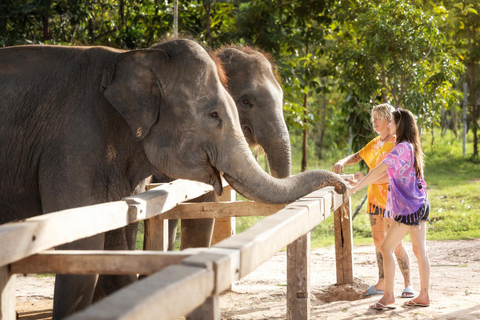 Chiang Mai : Programme éthique d&#039;alimentation et de douche des éléphants