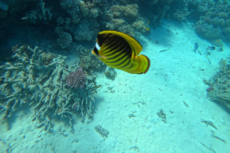 Hurghada or Makadi: Discover the Magic of Dolphin House Pick up from Makadi Bay - Dolphin House