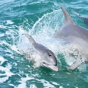Mandurah: Dolphin and Views Cruise