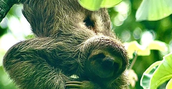 Manuel Antonio: National Park Guided Group Tour