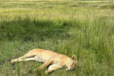 Nairobi: 3-Day epic trip to Maasai Mara Reserve with meals 3 days, 2 nights private safari to Mara in a tourist VAN