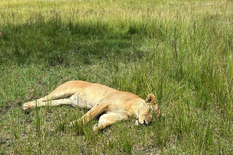 Nairobi: 3-Day epic trip to Maasai Mara Reserve with meals 3 days, 2 nights private safari to Mara in a tourist VAN