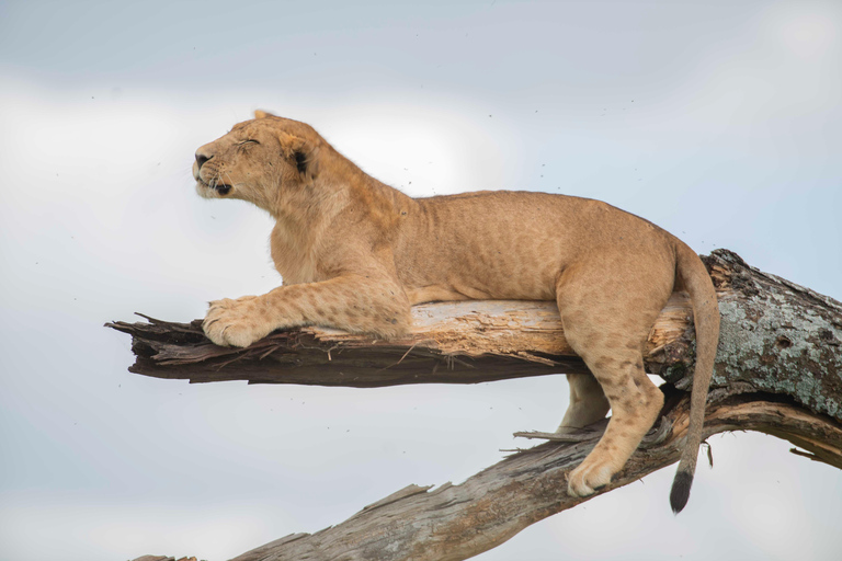 Tanzania: 7-Day Safari with Lodges & Game Drives