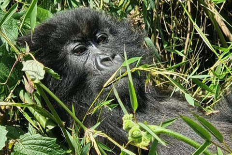 Rwanda 2-day Gorilla Trekking & Dian Fossey Tomb Visit