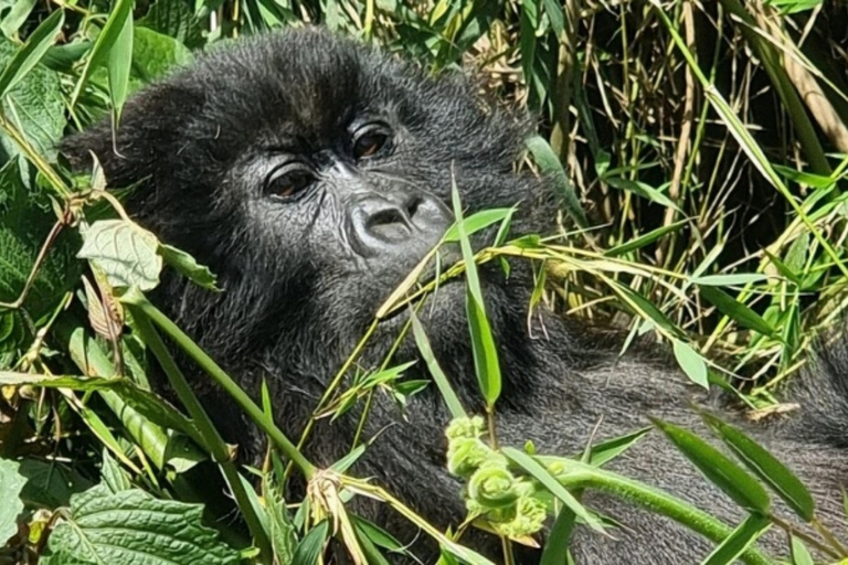 Rwanda 2-day Gorilla Trekking & Dian Fossey Tomb Visit
