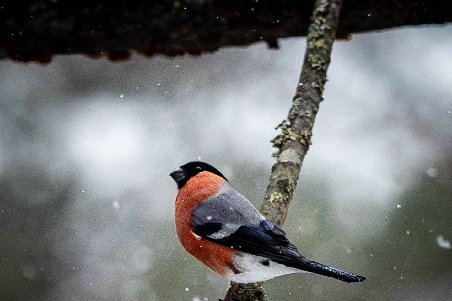 Oulu: Hietasaari Wildlife Hike with Nature Guide All Seasons
