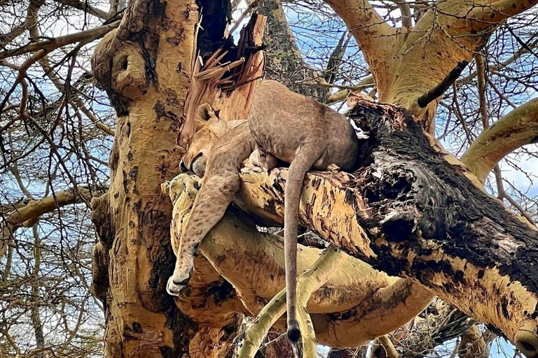 Lake Nakuru & Naivasha National Park Wildlife Highlights