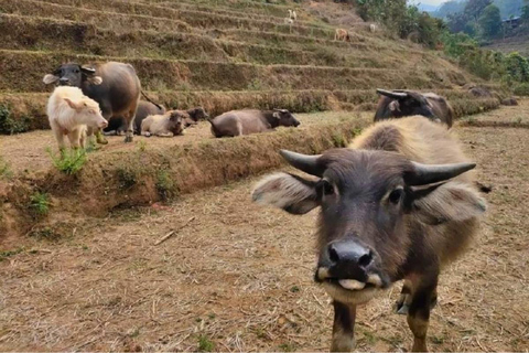 Chiang Mai: Jungle Trek, Elephants care & Bamboo Rafting