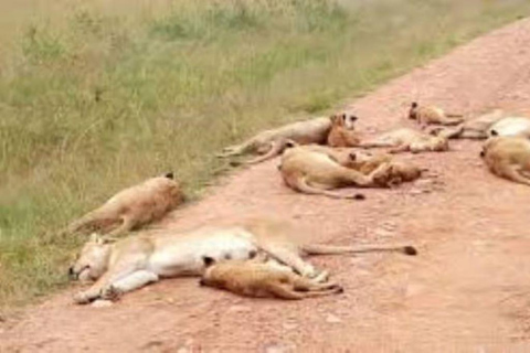 2 days 1 night saltlick safari from Diani/Mombasa.