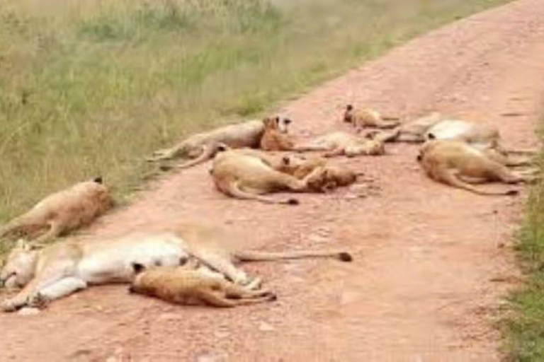 2 days 1 night saltlick safari from Diani/Mombasa.