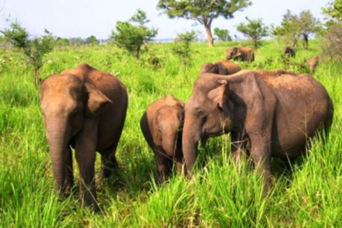 Ella, Bandarawela, or Haputale to Udawalawe Safari Tour