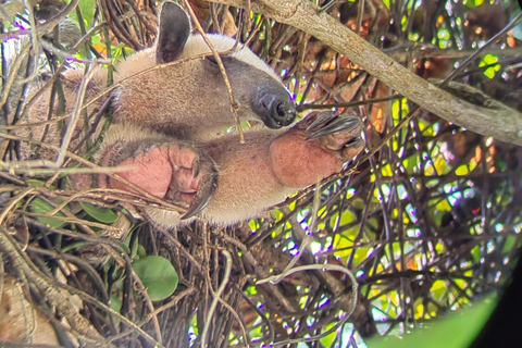 مانويل أنطونيو: جولة بالقارب بين أشجار المانغروف لمشاهدة الحيوانات