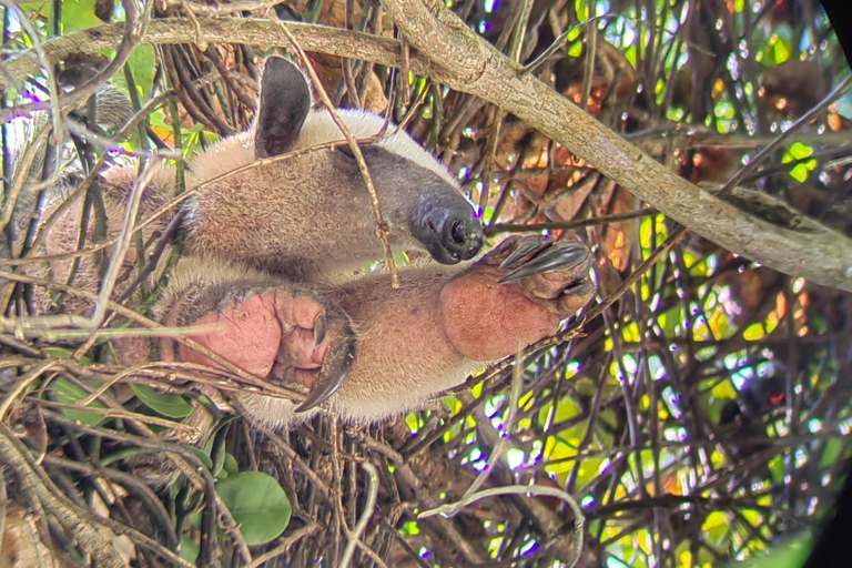 مانويل أنطونيو: جولة بالقارب بين أشجار المانغروف لمشاهدة الحيوانات