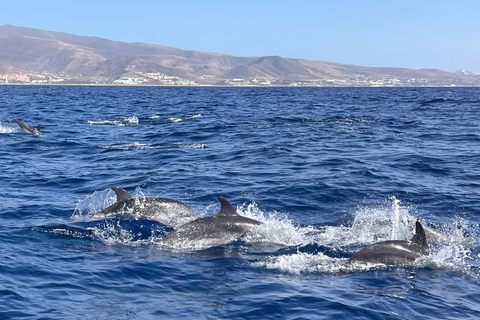 Costa Calma: Fuerteventura Dolphin Watching Boat Tour