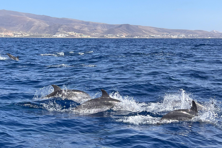 Costa Calma: Fuerteventura Dolphin Watching Boat Tour
