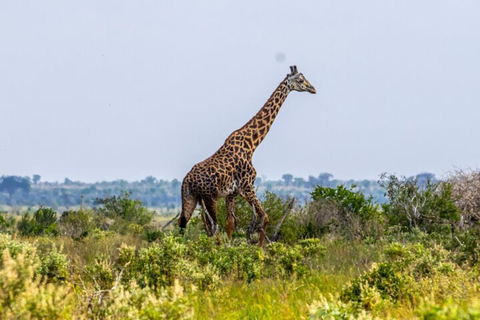 Mombasa/Diani: 3 Days Private Tsavo East & West Safari