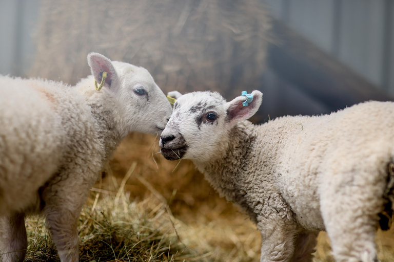 Avon Valley Adventure Park Lambing Live Entry Ticket