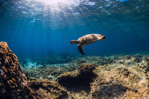 Lombok: 3 Gili Snorkeling Trip with Turtles, Statues & GoPro Starting from Lombok (Round trip Hotel transfer)