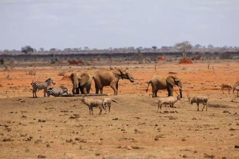 2 days 1 night saltlick safari from Diani/Mombasa.