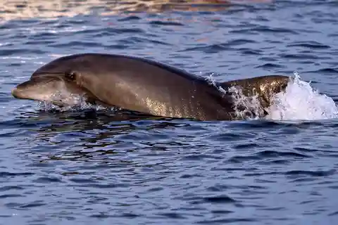 Pula : croisière d'observation des dauphins à Brijuni avec dîner et coucher de soleil