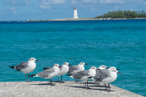 Barbados: tour dell&#039;isola con grotta, scimmie e giro in barca