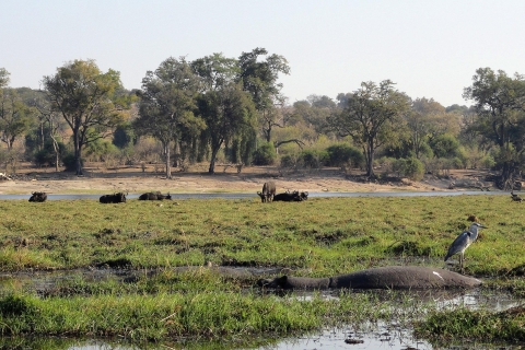 Ganztägige Chobe National Park Safari