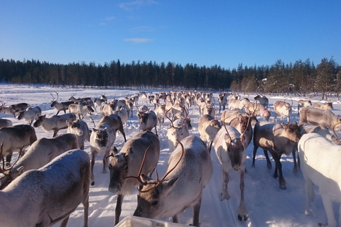 Rovaniemi: visita alla fattoria delle renne ed esperienza culturale