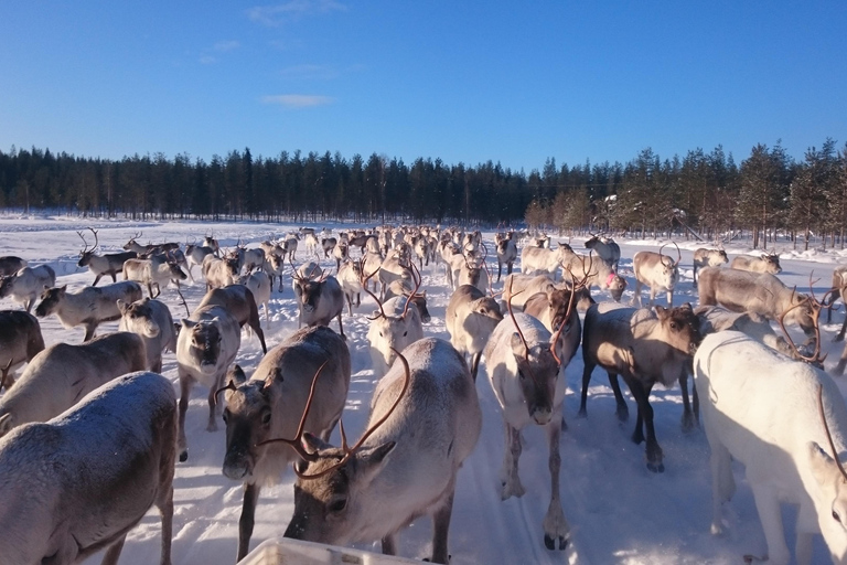 Rovaniemi: visita alla fattoria delle renne ed esperienza culturale