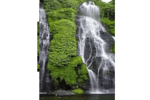 North Bali: Walking on the expanse of jati luwih rice fields