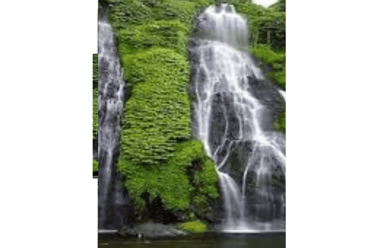 North Bali: Walking on the expanse of jati luwih rice fields