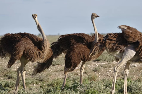Cape Town: 7-Day Garden Route Safari Adventure