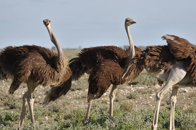 Cape Town: 7-Day Garden Route Safari Adventure