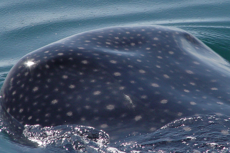 Holbox: Swimming with Wild Whale Sharks Boat Trip