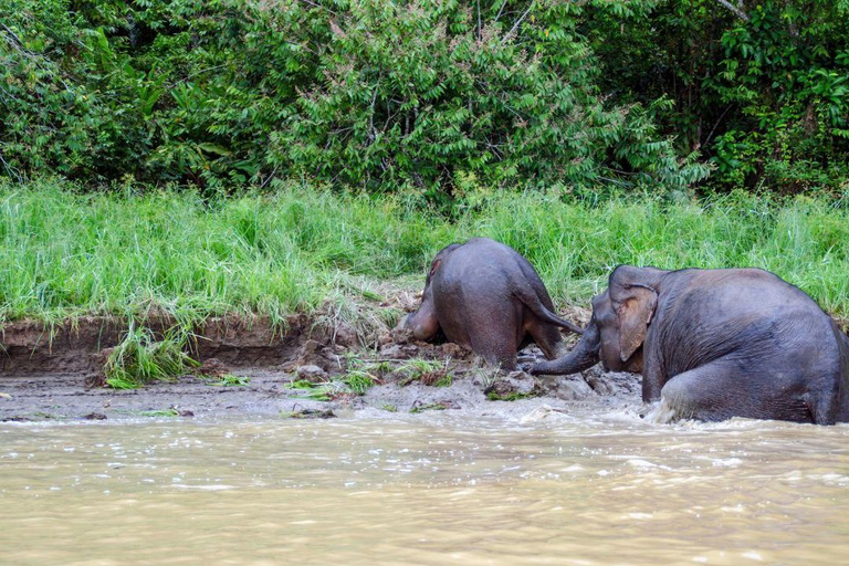 Sandakan : 3-Day Kinabatangan River Wildlife Adventure (Shared Tour) 3 Day 2 Night At Kinabatangan River