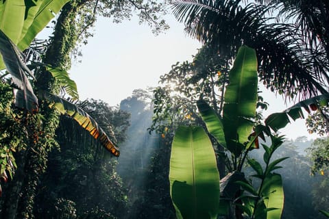 Pemba: Ngezi Forest Reserve, Lighthouse & Vumawimbi Beach