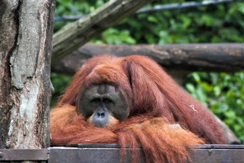 Singapore: Zoo & Night Safari Combos with Hotel Pick & Drop Zoo + Bird Paradise + River Wonders + NightSafari + Transfer