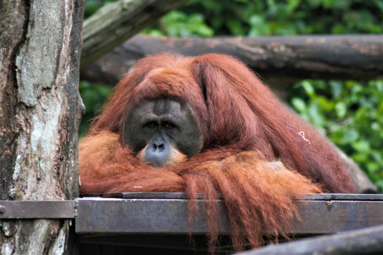 Singapore: Zoo & Night Safari Combos with Hotel Pick & Drop Zoo + Bird Paradise + River Wonders + NightSafari + Transfer